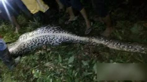 猛蛇图片