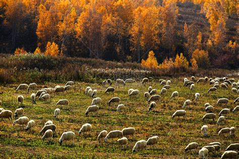秋天坝上的羊高清图片下载-正版图片500644946-摄图网