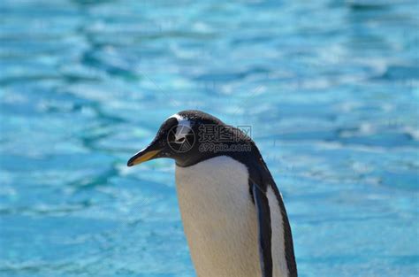 企鹅是哺乳动物吗，有哪些种类 - 农敢网