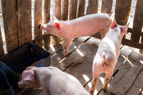 农村猪养场的猪群在高清图片下载-正版图片503780063-摄图网
