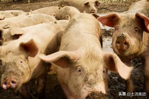 养殖用地最新政策出台，2021国家对小型养猪场的政策