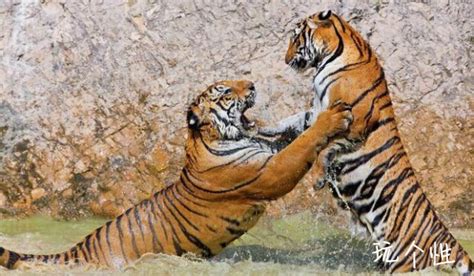老虎在自然界中的竞争对手, 怕老虎的动物都有哪些