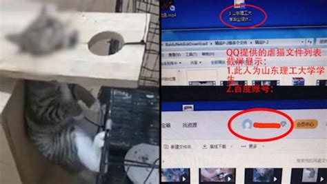 大学生被指虐杀猫出售视频，学校称会处理_七环视频_澎湃新闻-The Paper