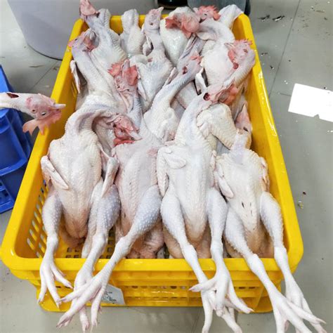 杀鸡图片