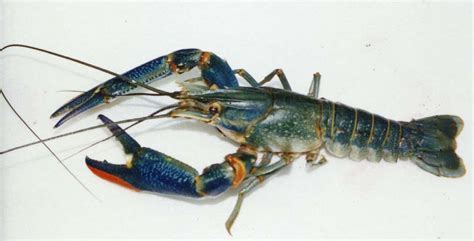 澳洲淡水龙虾图_澳洲淡水龙虾几年寿命 - 随意贴