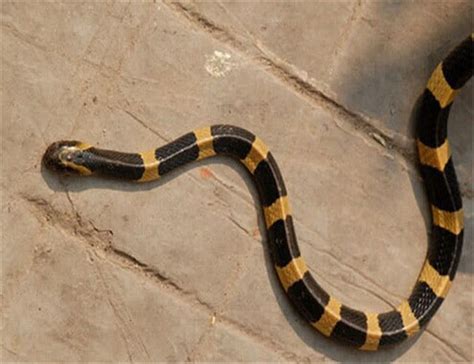 全球最毒的十大毒蛇排行榜：银环蛇上榜(3)_巴拉排行榜