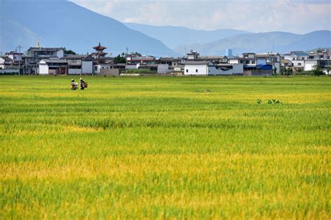 首家入驻 | 大米先生，这家超人气中式快餐扛把子，终于落户新都了！_食材