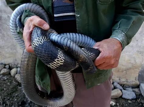 15米长的眼镜王蛇,200斤过山峰,最大的眼镜王蛇12米_大山谷图库