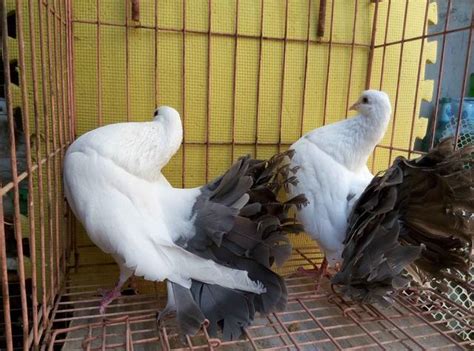 白色毛领观赏鸽图片大全 鑫鹏观赏鸽种鸽养殖 信誉高 ，质量-阿里巴巴