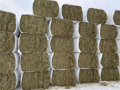 吉林城乡网- 发展优质牧草 满足市场需求