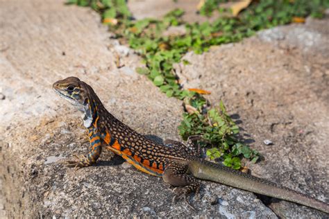 自然龙擦洗印度Wayanad丛林野生监测蜥蜴高清图片下载-正版图片307632868-摄图网