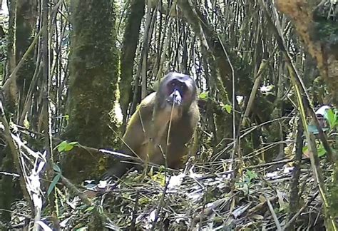 云南金平分水岭国家级自然保护区首次拍摄到怀孕的国家二级保护野生动物短尾猴_云南省林业和草原局