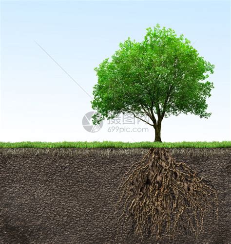 有根的树插画图片下载-正版图片503240482-摄图网