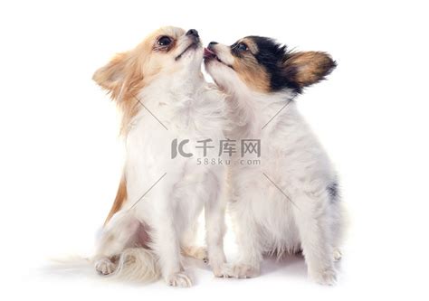 非主流巴比龙头像