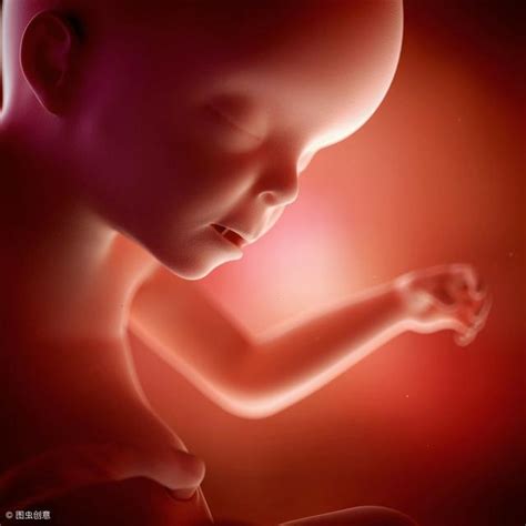 胎儿发育全过程图片 10月怀胎胎儿图片