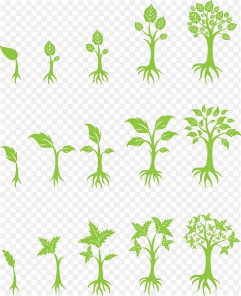 植物生长过程PNG图片素材下载_图片编号8431961-PNG素材网