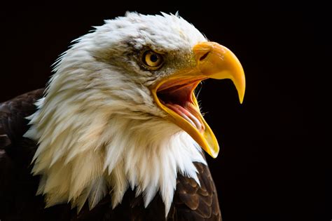 American Bald Eagle Pictures Wallpapers - Top Free American Bald Eagle ...
