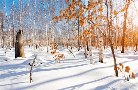 冬日暖阳雪地上的白桦林红叶高清图片下载-正版图片500534807-摄图网