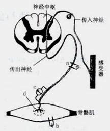 反射弧结构图图片