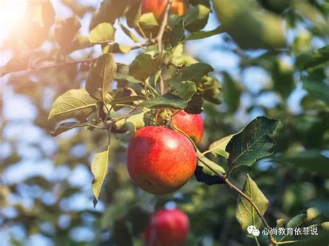 早晨吃苹果好吗 每天早上吃苹果的好处 - 健康常识 - 每天一个健康小知识