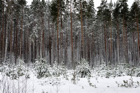 寒冷的森林冬季风景高清图片下载-正版图片507324077-摄图网