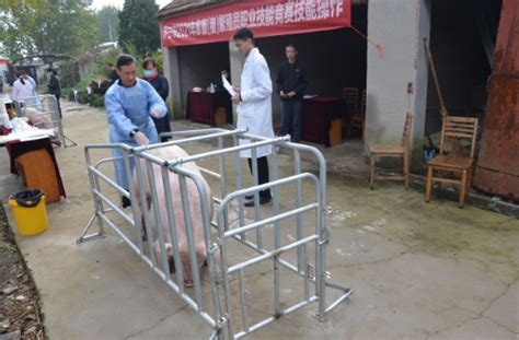 济宁市畜牧兽医事业发展中心 图片新闻 全市2021年家畜（猪）繁殖员职业技能竞赛圆满举办