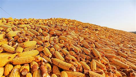 [黄玉米粒批发]玉米 优质玉米大量上市中，物美价廉，产地直发。价格1.32元/斤 - 惠农网
