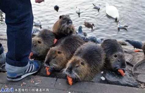 海狸鼠在动物园吃芦荟高清摄影大图-千库网