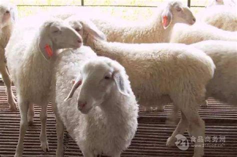 6一8个月的澳洲白绵羊价格-杜泊绵羊羊苗格 山东菏泽 澳洲白绵羊-食品商务网