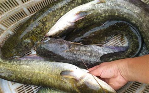 春季在江河里夜钓鲶鱼的经验和技巧_钓鱼人必看
