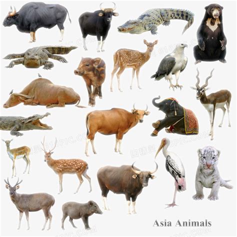 陆地动物生物图片免费下载_PNG素材_编号vn2igw6p5_图精灵