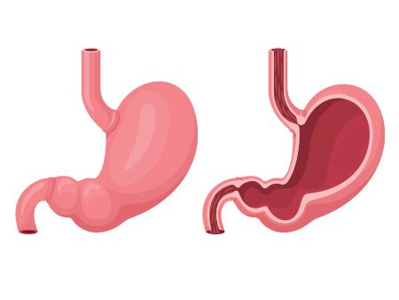 Stomach Anatomy and Functions: A Wow-worthy Guide