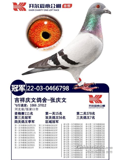 河北陆翔国际赛鸽公棚-中国信鸽信息网各地公棚