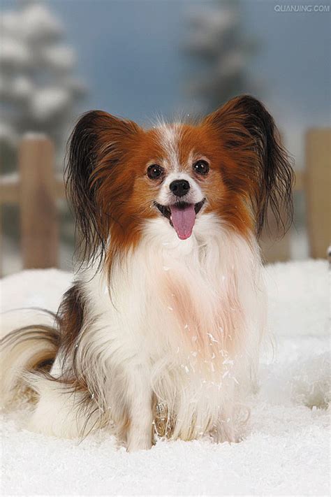 名犬图片