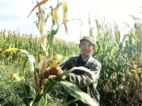 黑泉镇：万亩玉米制种基地喜获丰收--高台县人民政府门户网站