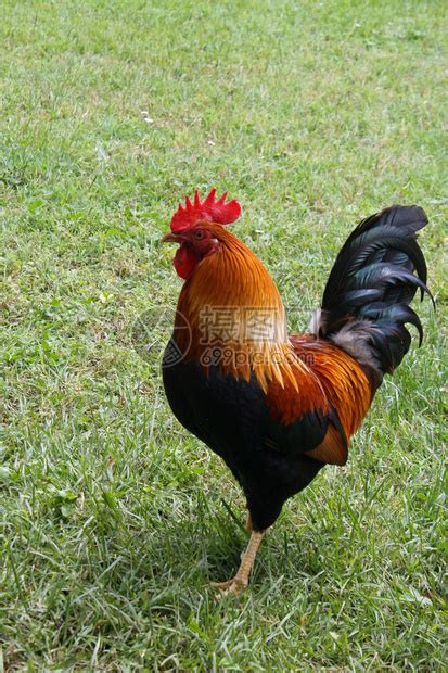 骄傲的公鸡在行走的绿草高清图片下载-正版图片503297432-摄图网