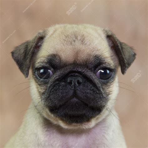 哈巴狗图片