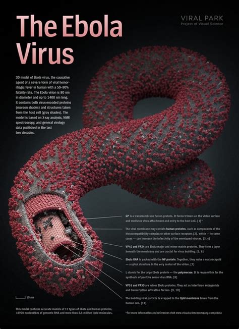 索命病毒——埃博拉的发现历史
