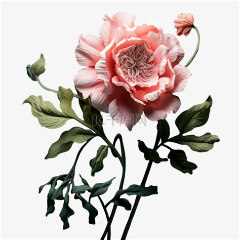 节节花的图片