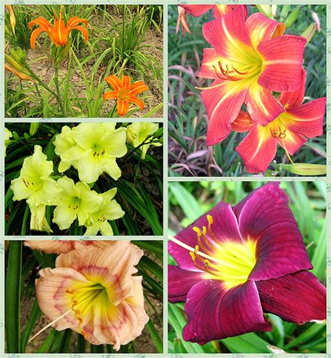 daylily绽放一天的美丽——中国母亲花萱草初夏盛放上海植物园-中国植物园联盟