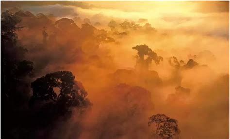 亚马逊热带雨林,森林植被,自然风景,摄影,汇图网www.huitu.com
