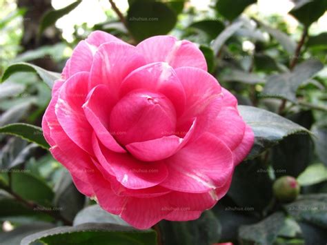 茶花图片