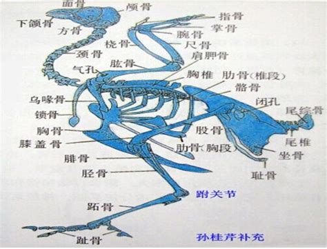 鸡解剖图图片