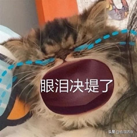 猫咪串门被邻居大爷灵魂拷问：作业写完了吗，考了多少分呀|猫_新浪新闻