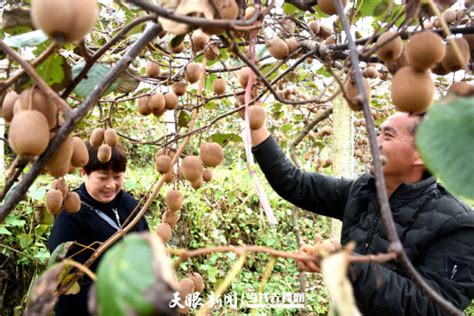 贵州大方：猕猴桃结出“致富果” - 当代先锋网 - 要闻