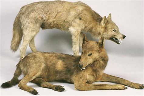 最稀有的狼：日本狼/喜马拉雅狼/红狼(第一已灭绝)_奇趣解密网