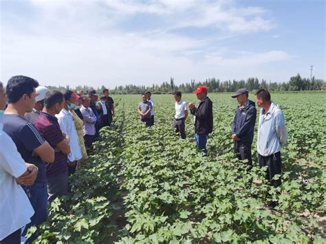 经作所棉花团队赴巴楚县开展棉花生产技术服务-新疆农业科学院