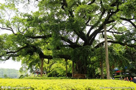 【携程攻略】广西大榕树景点,这棵大榕树是我见过的最大最壮观的大树，不但有1400多年的历史，而且…