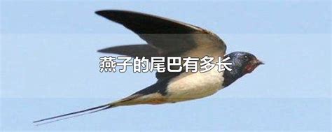 日月峡动物：燕子2 - 中国自然保护区生物标本资源共享平台