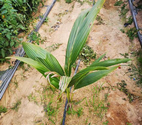 中国热带作物学会 应急科普 海南省椰子树防寒技术措施